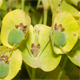 Euphorbia characias