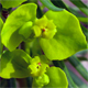 Euphorbia cyparissias