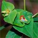 Euphorbia dulcis