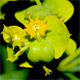 Euphorbia esula