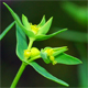 Euphorbia exigua