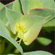 Euphorbia falcata