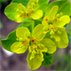 Euphorbia helioscopia