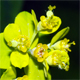 Euphorbia illirica
