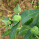 Euphorbia lathyris