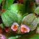 Euphorbia maculata
