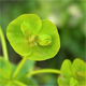 Euphorbia nicaeensis