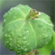 Euphorbia palustris