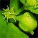 Euphorbia peplus
