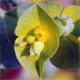 Euphorbia platyphyllos