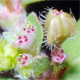 Euphorbia prostrata