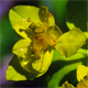 Euphorbia verrucosa