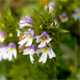Euphrasia officinalis r.