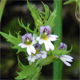 Euphrasia salisburgensis