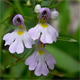 Euphrasia tricuspidata t.