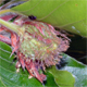 Fagus sylvatica