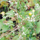 Fallopia convolvulus