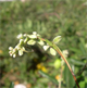 Fallopia dumetorum