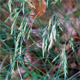Festuca alpestris