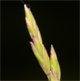 Festuca filiformis
