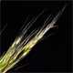 Festuca myuros