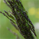Festuca norica
