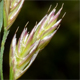 Festuca rubra