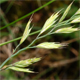 Festuca stricta s.