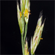 Festuca stricta t.
