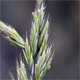 Festuca valesiaca v.