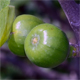 Ficus carica