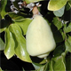 Ficus pumila
