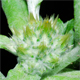 Filago pyramidata