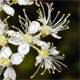 Filipendula ulmaria