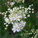 Filipendula vulgaris