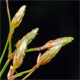 Fimbristylis bisumbellata