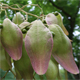 Firmiana simplex