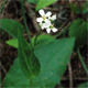 Fourraea alpina