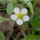 Fragaria vesca