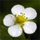 Fragaria viridis