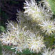 Fraxinus excelsior