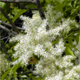 Fraxinus ornus