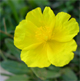 Fumana procumbens
