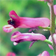 Fumaria officinalis