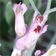 Fumaria vaillantii