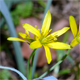 Gagea lutea