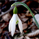 Galanthus nivalis
