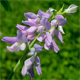 Galega officinalis