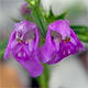Galeopsis angustifolia