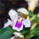 Galeopsis pubescens